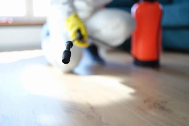 Mold Odor Removal Services in Ogdensburg, NY