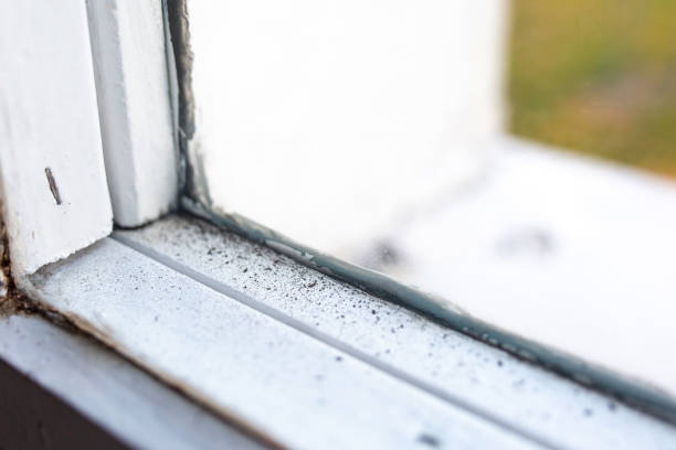 Best Mold Remediation for Healthcare Facilities  in Ogdensburg, NY