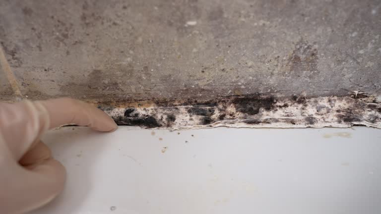 Best HVAC Mold Inspection and Cleaning  in Ogdensburg, NY